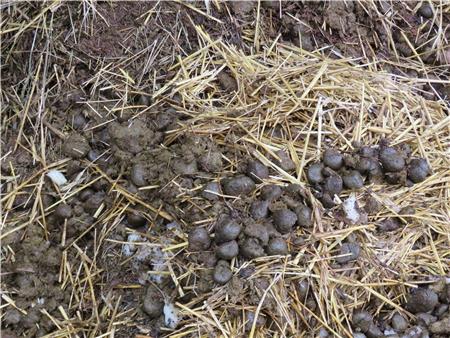 10 l 6 kg Pferdepfel Dnger Pferdemist Frhbeetdnger Rosendnger  Biodnger | eBay.de